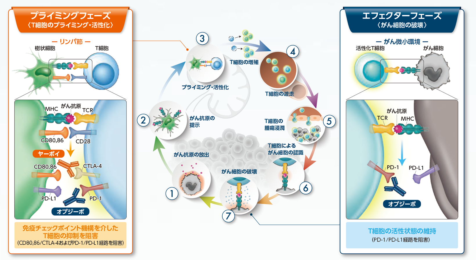 オプジーボ・ヤーボイの作用機序
