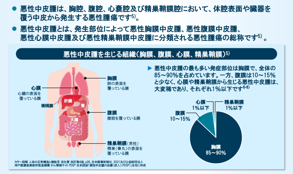 悪性中皮腫を生じる組織（胸膜、腹膜、心膜、精巣鞘膜）