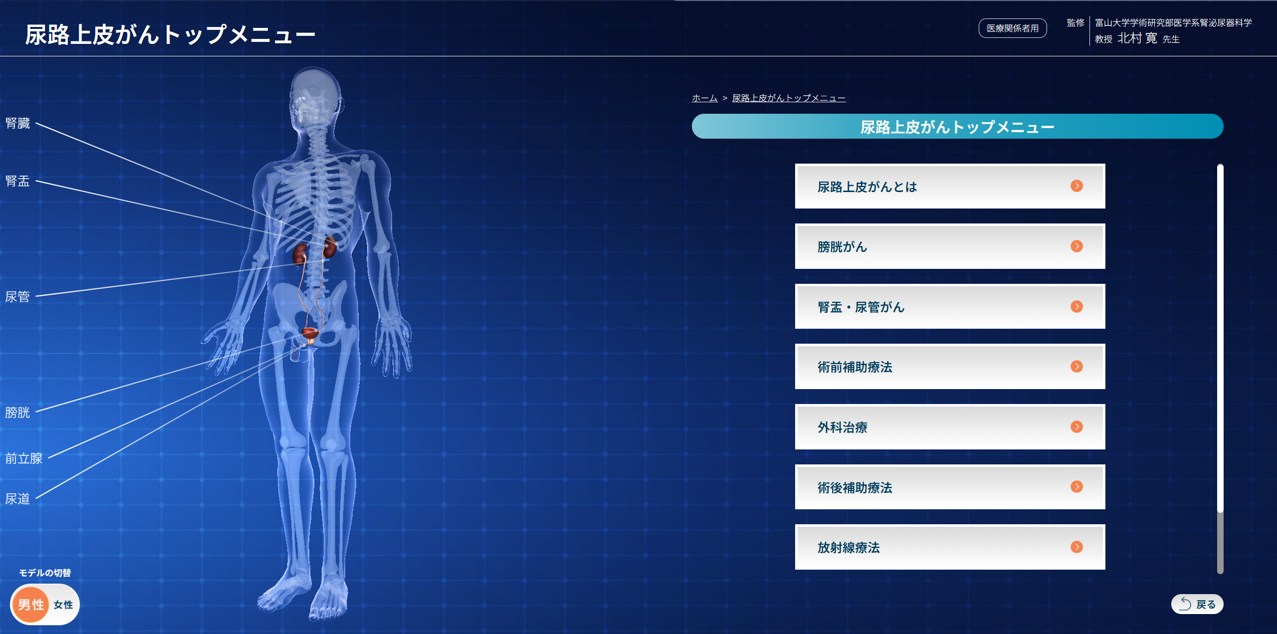 尿路上皮がん 3D人体モデルツール