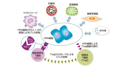 ホジキンリンパ腫の病態とオプジーボの作用機序